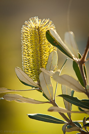 Banksia