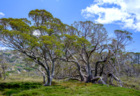 Snowy Mountains Holiday 2019