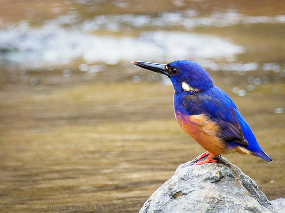 GSK-EM1-II-0016204