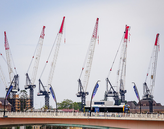 Crane Rookery