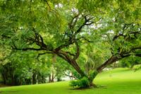 Trees