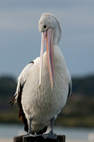 Forster-Tuncurry