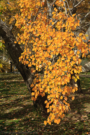 Autumn Colours in Canberra