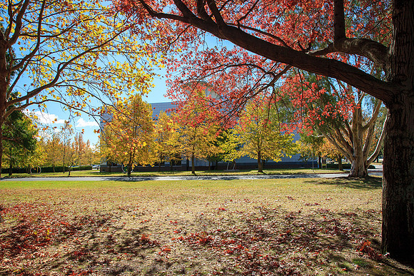 Autumn Colours in Canberra