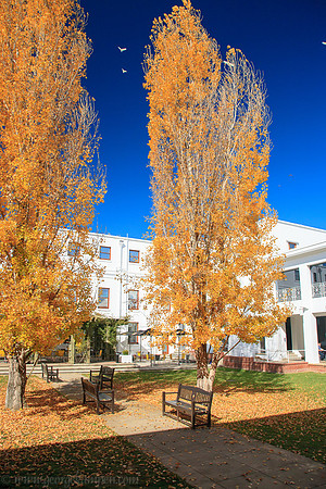 Autumn Colours in Canberra