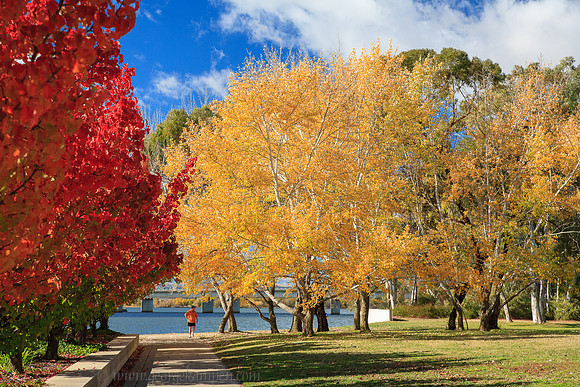 Autumn Colours in Canberra