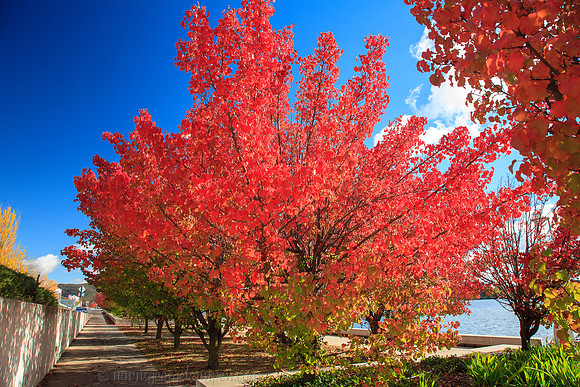 Autumn Colours in Canberra
