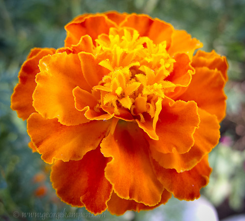 GSK-G12-0001111