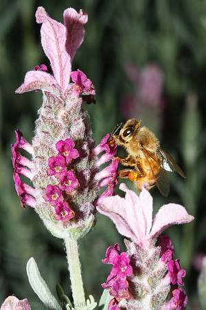Lavender Honey