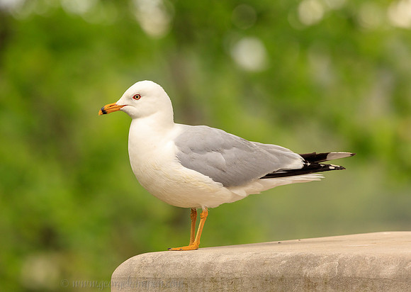 GSK-5DsR-0014892