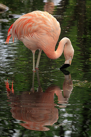 GSK-5DsR-0017595
