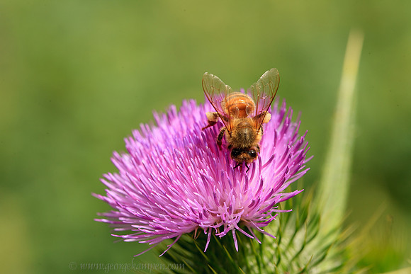 Bee on Thistle