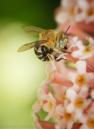 Bee in Rondeletia - GSK-1D-0024220