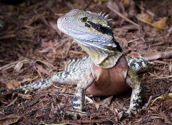 Day 8 - Eastern Water Dragon - GSK-G12-0000601