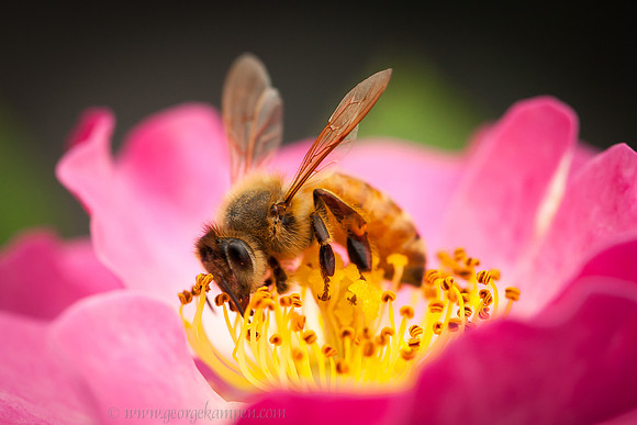 La Bee en Rose