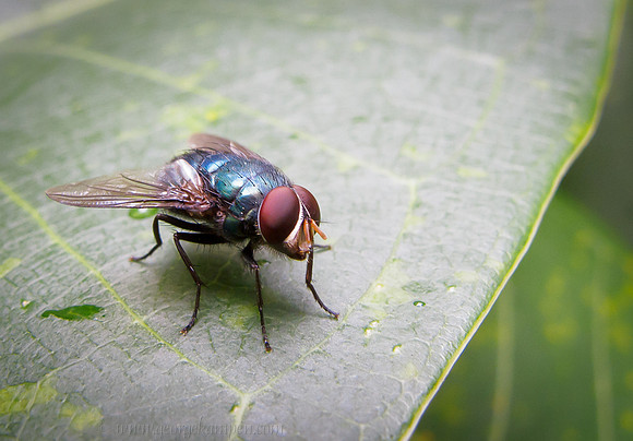 Blue Fly - GSK-G12-0000638