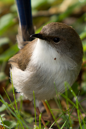 Superb Fairy Wren