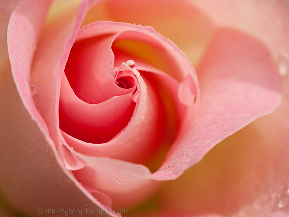 Pink Rose